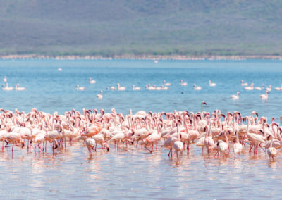 A Colony of Flamingos