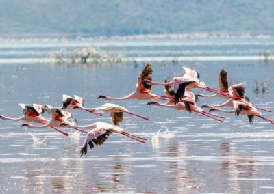 Flamingos Taking Off