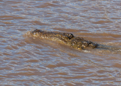 Mara Crocodile