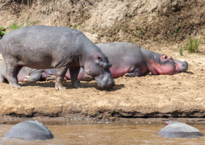 Hippos Sunbathing