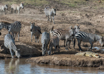 Zebras Next to a Crocodile