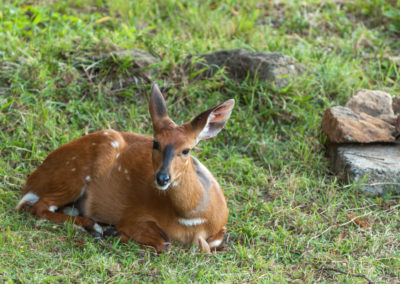 Duiker