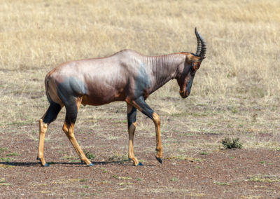 Topi