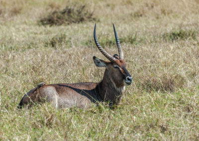 Waterbuck - Male