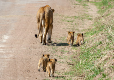 Lioness with Cubs