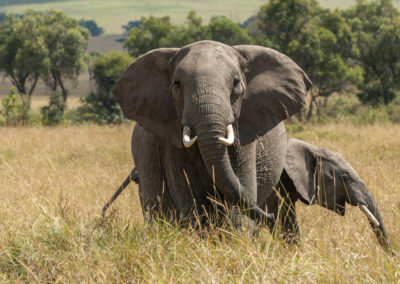 Elephant with a baby