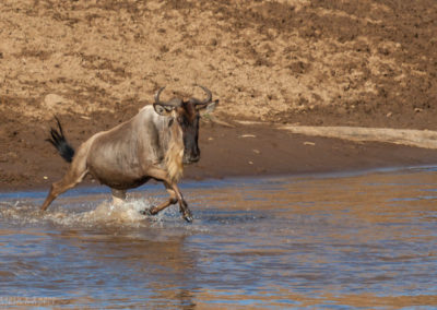 Wildebeast River Crossing