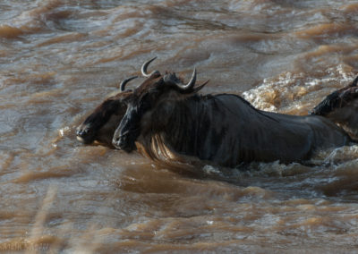 Wildebeast River Crossing