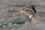 Crocodile and a Wildebeest Calf