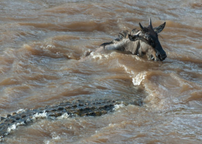 Crocodile and a Wildebeest Calf