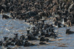Wildebeast River Crossing