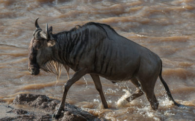 Wildebeest Migration