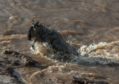 Wildebeast River Crossing