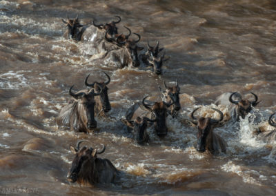 Wildebeast River Crossing