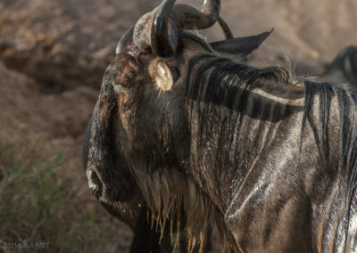 Wildebeest