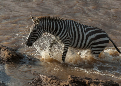 Zebra River Crossing