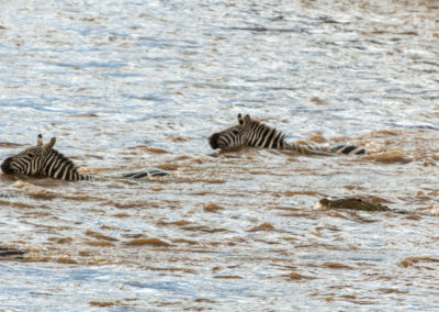 Zebra River Crossing