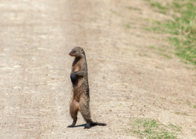 Mongoose