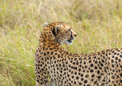 Cheetah