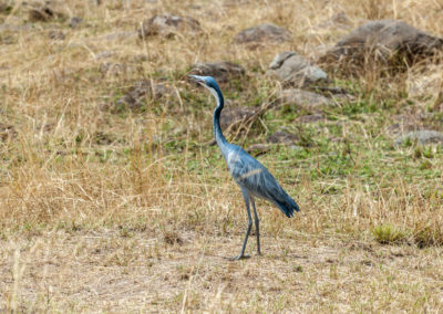 Black-headed Heron