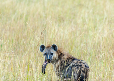 Spotted Hyena