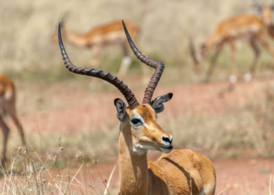 African Impala