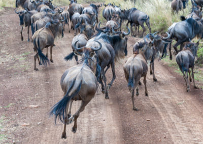 Wildebeest