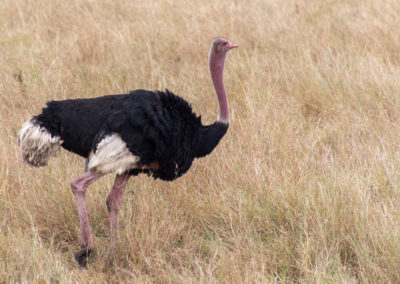 Ostrich