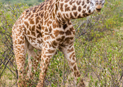 Giraffe