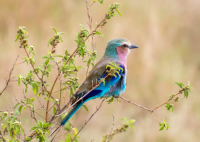 Lilac Breasted Roller