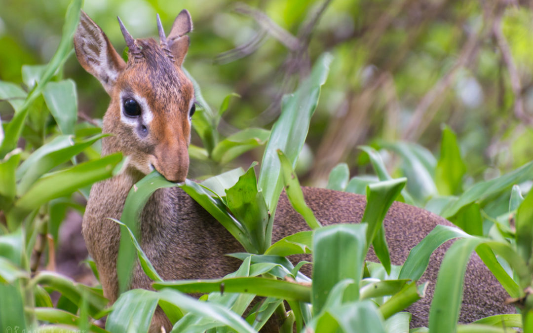 Dik-Dik