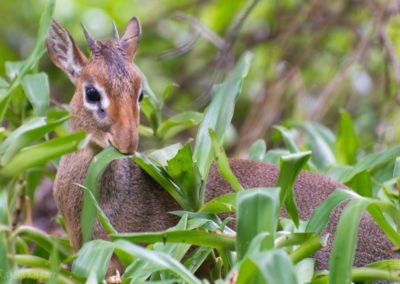 Dik-dik