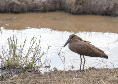 Hamerkop