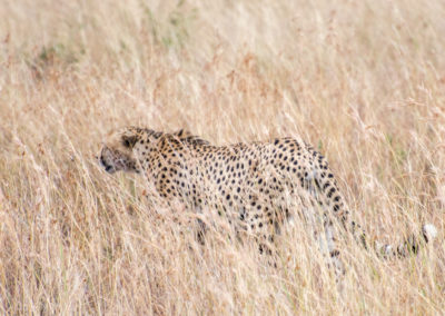 Cheetah Hunting