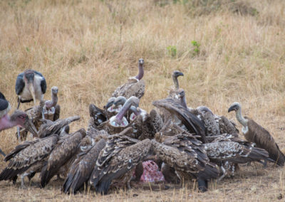 Vultures