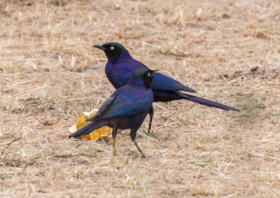 Rüppell's Starling