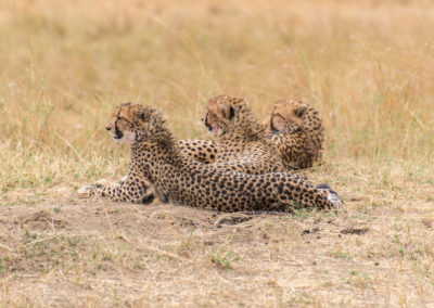 Cheetah family