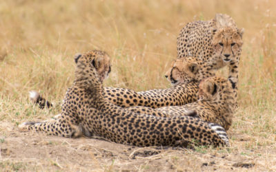 Face Off with a Cheetah