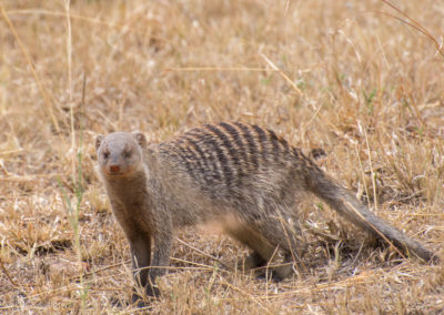 Banded Mongoose