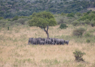 Elephant Herd