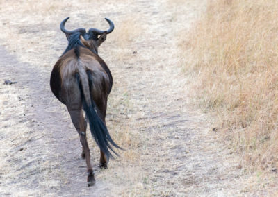 Wildebeest