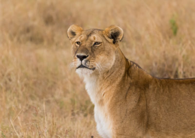 A Lioness