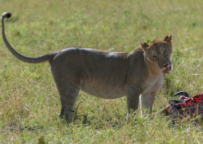 Lioness