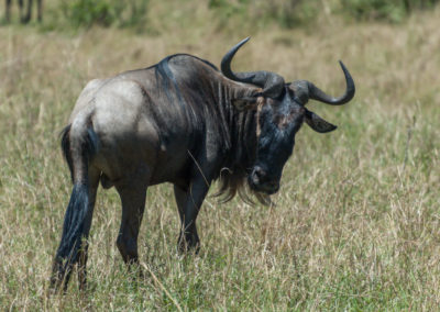 Wildebeest