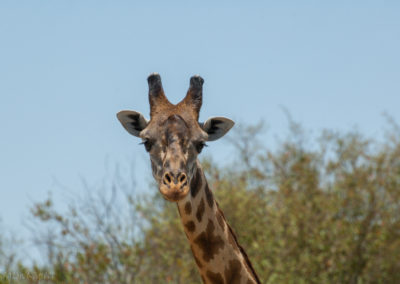 Giraffe