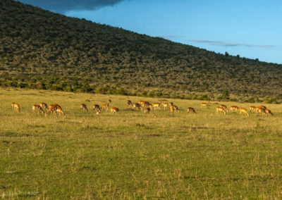 Grazing Gazelle Herd