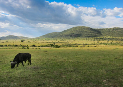 African Buffalo