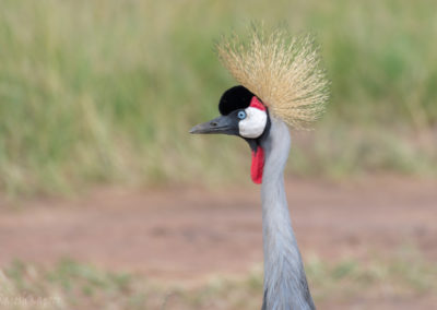 Grey Crowned Crane