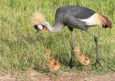 Grey Crowned Crane with Chicks