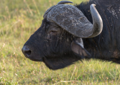 African Buffalo